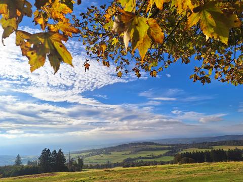 Herbstblätter auf dem Hoherodskopf