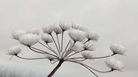 Der Schnee hat die Natur in ein winterliches Kleid gehüllt. Diese Aufnahme hat Kornelia Montanus im Knüllgebirge gemacht.