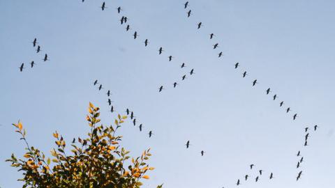 Kraniche fliegen über Sontra (Werra-Meißner)