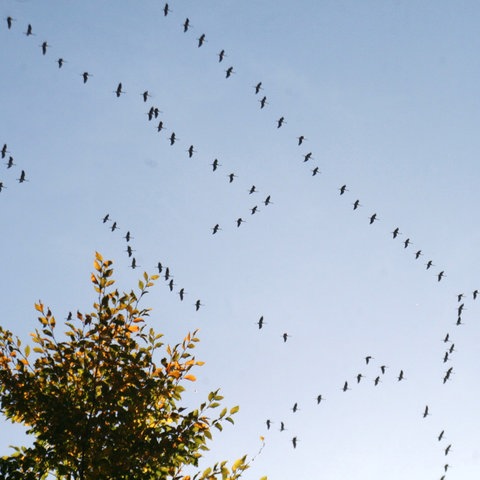 Kraniche fliegen über Sontra (Werra-Meißner)