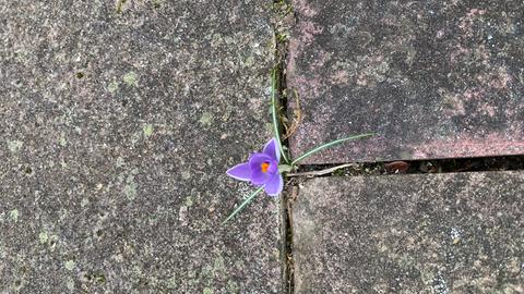 Lila Krokus in den Fugen von schweren Trittplatten.