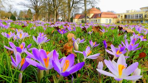 Momentaufnahme: Elfen-Krokusse leuchten im Vorfrühling im Bad Hersfelder Kurpark