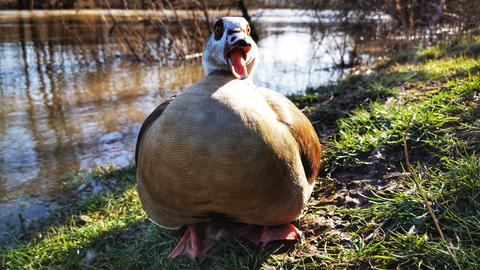 Eine Nilgans blickt direkt in die Kamera