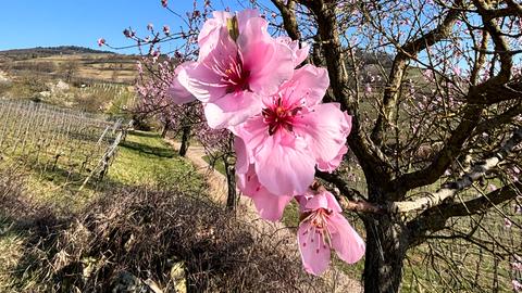 Rosa Blüten an einem Baum vor blauem Himmel