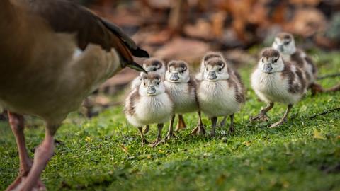 Juge Nilgänse laufen hinter ihrer Mutter hinterher