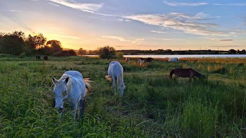 Pferde grasen friedlich in der Abendstimmung am Ober-Mooser-See. 