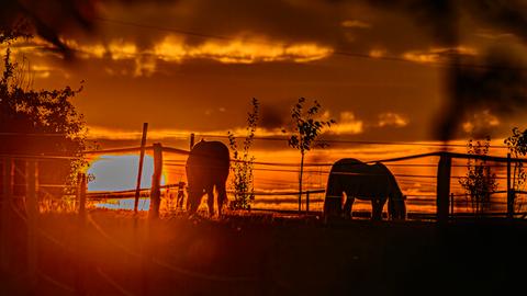 Pferde im Sonnenuntergang