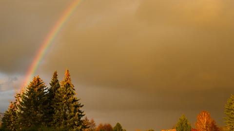 Regenbogen an grau-braunem Himmel über Nadelbaumwipfeln