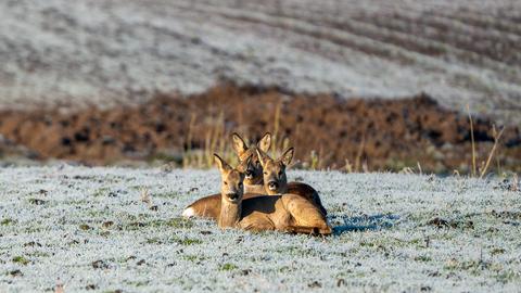 Momentaufnahme: Rehe im Feld