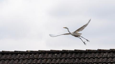 Silberreiher hebt von Hausdach ab