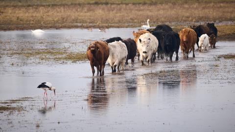 Braune, weiße und schwarze Rinder stapfen durchs Wasser auf einer Wiese, im Vordergrund ein Storch, im Hintergrund eine Gans