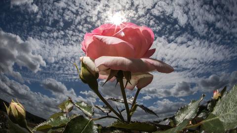 Eine Rose auf einem Feld in Steinfurth. Seit fast 150 Jahren werden in dem Ortsteil von Bad Nauheim Rosen angebaut und in alle Welt verschickt. 