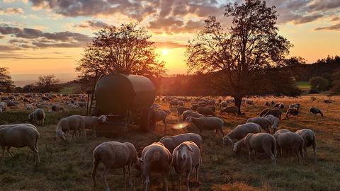 Schafe auf dem auf dem Hoherodskopf im Sonnenuntergang