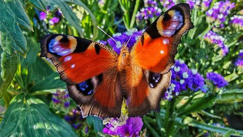 Ein Schmetterling sitzt auf einem Blumenstrauß