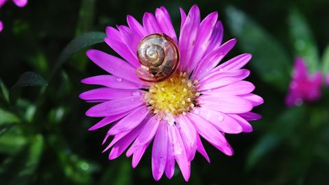 Schnecke auf Blume