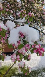 Blühender Apfelbaum im Schnee