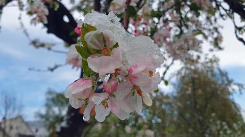 Schneebedeckte Blüte an Baum in Neumorschen