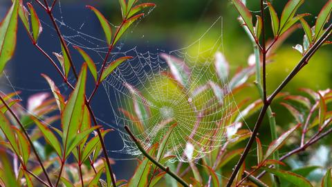 Spinnennetz im Gegenlicht zwischen Blättern