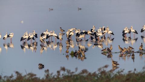 Mehrere Störche stehen im flachen Wasser eines Sees.