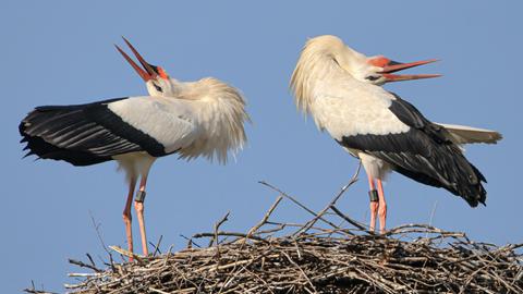 Zwei Störche im Nest, die ihre Hälse nach hinten biegen und die Schnäbel in die Luft strecken