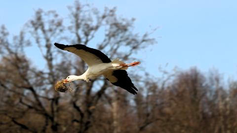 Ein Storch fliegt mit einem Grasbüschel im Schnabel.