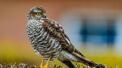 Nahaufnahme eines Greifvogels, der auf einer Hecke sitzt.