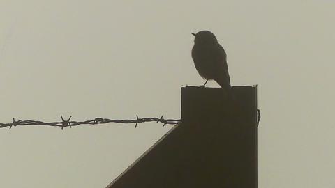 Vogel auf einer Mauer mit Stachedraht im Gegenlicht