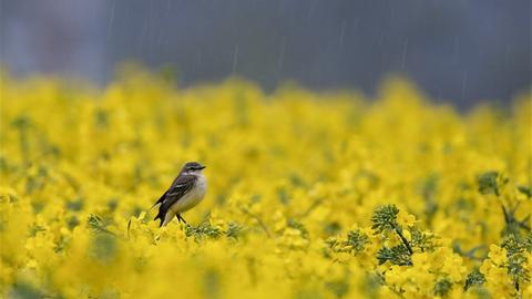 Ein Vogel sitzt bei Regen in einem blühenden Rapsfeld.