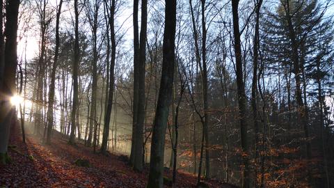 Sonne fällt durch Baumstämme an einem Hang im Wald