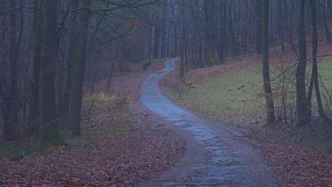 Ein Weg führt im Halbdunkeln und bei Nässe durch den Wald