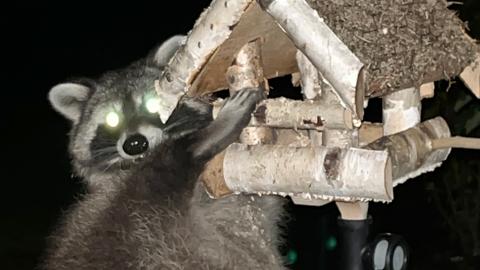 Ein Waschbär hängt an einem Vogelhäuschen aus Holz. Seine leuchtenden Augen sind auf die Kamera gerichtet. Das Vogelhäuschen hat ein Dach aus Zweigen. Es ist Nacht und der Hintergrund ist dunkel.