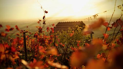 Rötliche Blätter von Weinreben und ein Häuschen an einem Hang im schimmernden Gegenlicht der Sonne