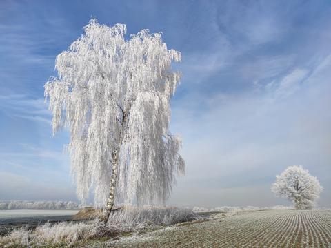 Eine Birke ist mit Frost überzogen und glänzt im Sonnenschein.