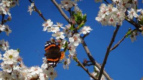 "Der Frühling ist in Pfungstadt angekommen." Dies schreibt uns hessenschau.de-Nutzer Anatoly Smolev zu seinem Bild. Haben Sie auch ein außergewöhnliches Bild aus Hessen? Dann schicken Sie uns Ihr Foto - wir freuen uns über Ihre Momentaufnahme.