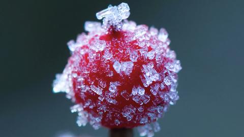 Eiskristalle umhüllen eine kleine Beere am Himmelsbambus-Strauch. Das Foto hat uns hessenschau.de-Nutzer Hans Russ aus Herborn-Seelbach geschickt.