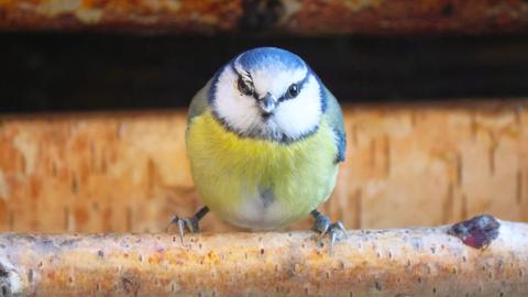 "Die hübsche Blaumeise ruht einen Augenblick am Futterhäuschen", schreibt hessenschau.de-Nutzer Hans Russ aus Herborn zu seinem Foto.