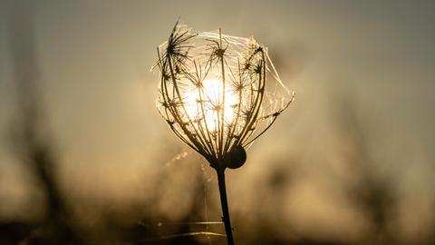 "Abendstimmung am Feld." Das Foto hat uns hessenschau.de-Nutzer Achim Weth aus Maintal-Wachenbuchen geschickt.