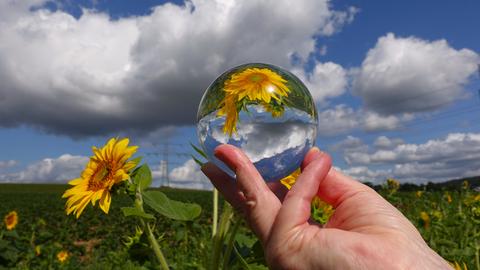 "Zwischen Himmel und Erde", schreibt uns hessennschau.de-Nutzer Günther Appich aus Gründau-Rothenbergen zu seinem Sonnenblumen-Foto.