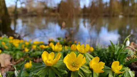 "Spaziergang in der Mittagspause in Gießen an der Lahn: Die Winterlinge strahlen mit der Sonne um die Wette." Das Foto hat uns hessenschau.de-Nutzerin Cornelia Eltzner aus Storndorf im Vogelsbergkreis geschickt.