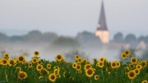 "Bei meinem Morgenspaziergang in Echzell-Bisses stieg der Morgennebel hinter dem Sonnenblumenfeld auf." Den Moment hat hesssenschau.de-Nutzerin Martina Doerenkamp-Hintze mit ihrer Kamera eingefangen.