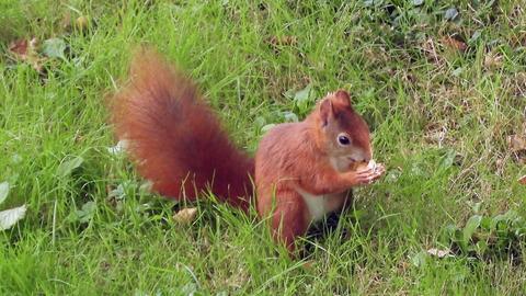 "Ein Eichhörnchen vor meinem Balkon auf der Wiese", schreibt uns hessenschau.de-Nutzer Horst Bayer zu seinem Foto.