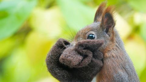 "Dieses Eichhörnchen hat gerne ein Stück Filz von mir angenommen und sofort in den Kobel verbracht. Dort kann es nun kuschelig werden." Den Moment hat hessenschau.de-Nutzerin Gaby Goebel-Andreas aus Wiesbaden mit ihrer Kamera festgehalten.