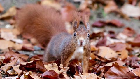 "Ist es nicht entzückend dieses Herbst-Hörnchen?!  Neugierig schaute es in die Kamera. Als Belohnung gab es eine Nuss." Das Eichhörnchen hat hessenschau.de-Nutzerin Diana Dippel aus Gudensberg mit ihrer Kamera eingefangen.