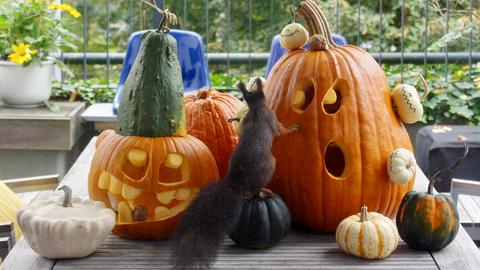 "Happy Halloween! Die Kürbiscrew steht bereit und wurde vorab von den Eichhörnchen begutachtet." Das Foto hat uns hessenschau.de-Nutzer Janka aus Frankfurt geschickt.