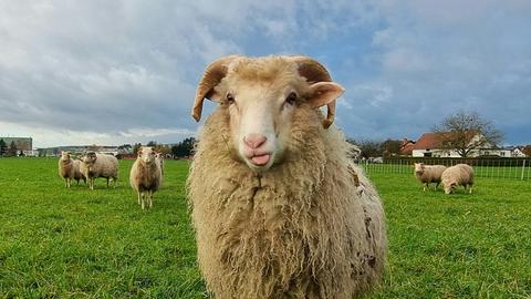 "Wohl dem, der zu dieser kalten Jahreszeit ein dickes Fell hat." Das Foto hat uns hessenschau.de-Nutzer Günther Appich aus Gründau-Rothenbergen geschickt.