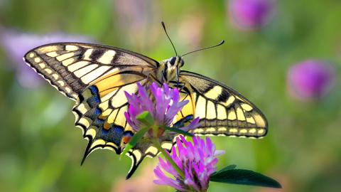 "Der prachtvolle Schwalbenschwanz ist mit einer Flügelspannweite von bis zu acht Zentimetern einer der größten unserer heimischen Schmetterlinge", schreibt uns hessenschau.de-Nutzer Frank Giess aus Grebenau zu seinem Foto.