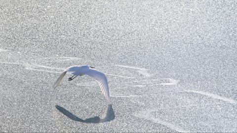 "Ein Silberreiher sucht nach einer offenen Stelle im Perfstausee (Biedenkopf-Breidenstein), der seit einigen Wochen mit einer Eisschicht bedeckt ist. Um seine Beute - Fische - zu fangen, braucht er offene Wasserstellen. Die nächsten Tage, an denen die Eisschicht auftaut, kommen ihm dabei wohl zugute"; dies schreibt uns hesenschau.de-Nutzer Volker Benner zu seinem Foto.