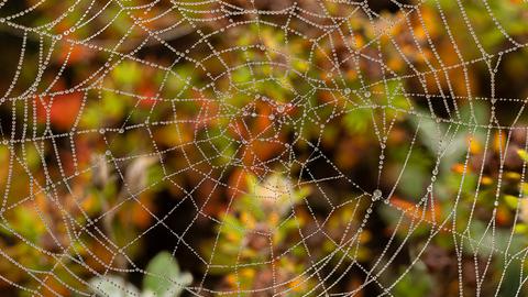 Das herbstliche Spinnennetz hat hessenschau.de-Nutzer Henry Nousch aus Löhnberg in seinem Garten fotografiert.