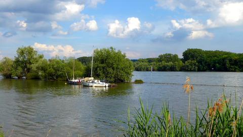 "Ein Sommertag am Rhein." Aufgenommen hat das Foto hessenschau.de-Nutzerin Hadwiga Machar aus Heidenrod am Leinpfad zwischen Eltville und Walluf.