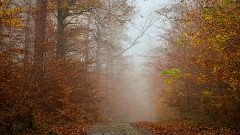 Am frühen Morgen unterwegs durch die herbstlichen Wälder von Waldsolms. Das Foto hat uns hessenschau.de-Nutzer Jan Karges geschickt.